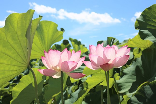 青空と蓮の花2輪