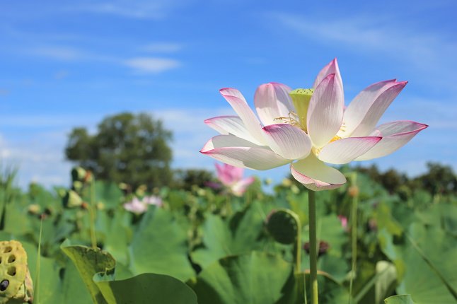 青空と蓮の花