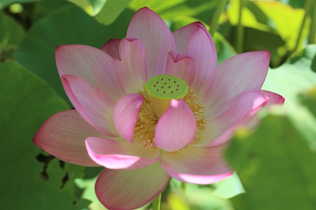 花びらが開いた蓮