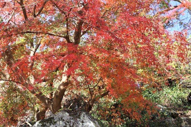 長谷寺の紅葉