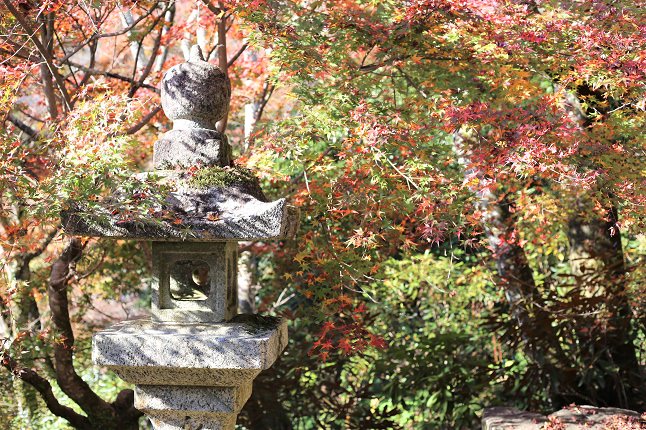 中廊の紅葉