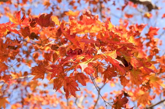 紅葉