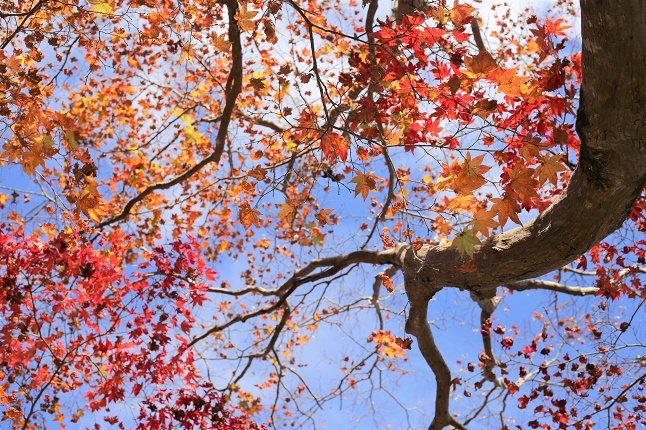 紅葉