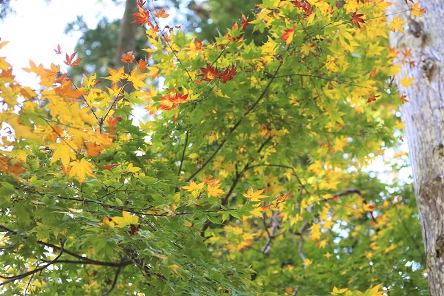 青紅葉