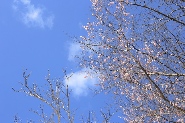 冬桜