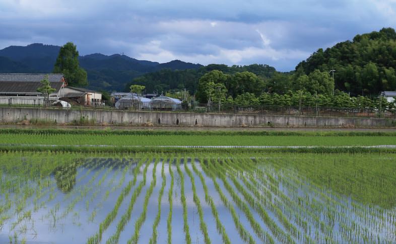 水田